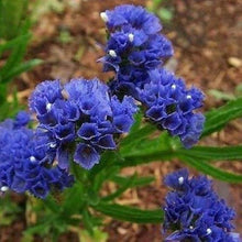 Statice Seeds (Limonium sinuatum) for colorful blooms in the dried flowers rock garden