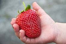 Giant Strawberry Seeds for sweet homegrown fruit in the Home Balcony Pots