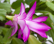 Cactus Schlumbergera Truncatus Zygocactus Bonsai Seeds known for indoor Holiday Decor