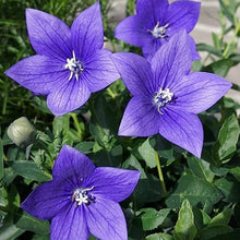 BALLOON FLOWER ASTRA BLUE - Samen - Glockenblume Platycodon Seeds for gardeners building out beds and borders
