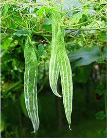 Snake Gourd Seeds (Trichosanthes cucumerina) for a fresh homegrown crop from the vegetable patch urban garden