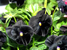 Halloween II pansy flower Seeds for a lasting display in the spooky seasonal garden accents