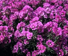 Clarkia Passion Viola Seeds grown for beautiful Violet Flowers