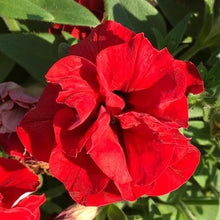 Double Wave Red Petunia Seeds for gardeners building out beds and borders