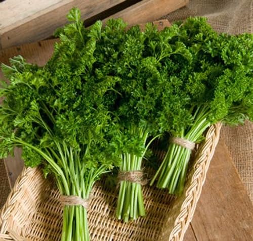 Perennial Parsley Plants for cooks growing their own fresh herbs