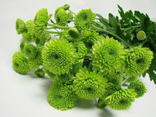 Chrysanthemum Chrysanthemum Morifolium Bonsai Seeds for growers establishing the Patio Garden Edges
