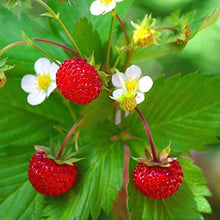 Wild Strawberry Vesca Alexandria Seeds for a homegrown harvest from the Balcony or Container Gardening