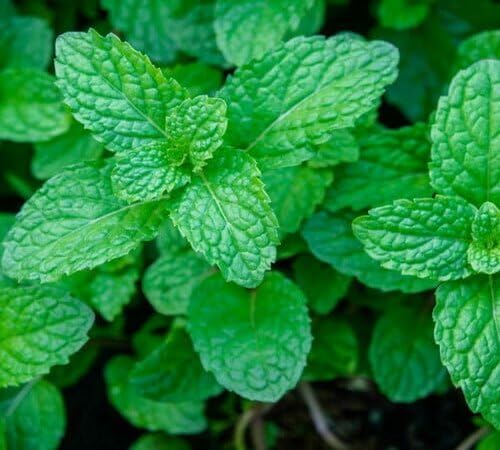 Mint Plants valued for growing