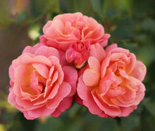 Rattan Rose Climbing Seeds (Rosa spp.) for trellises and fences in the Home Garden & Vertical Garden