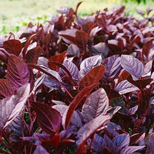 Amaranth Amaranthus Cruentus Bright Red Seeds valued for ornamental Edible Landscaping