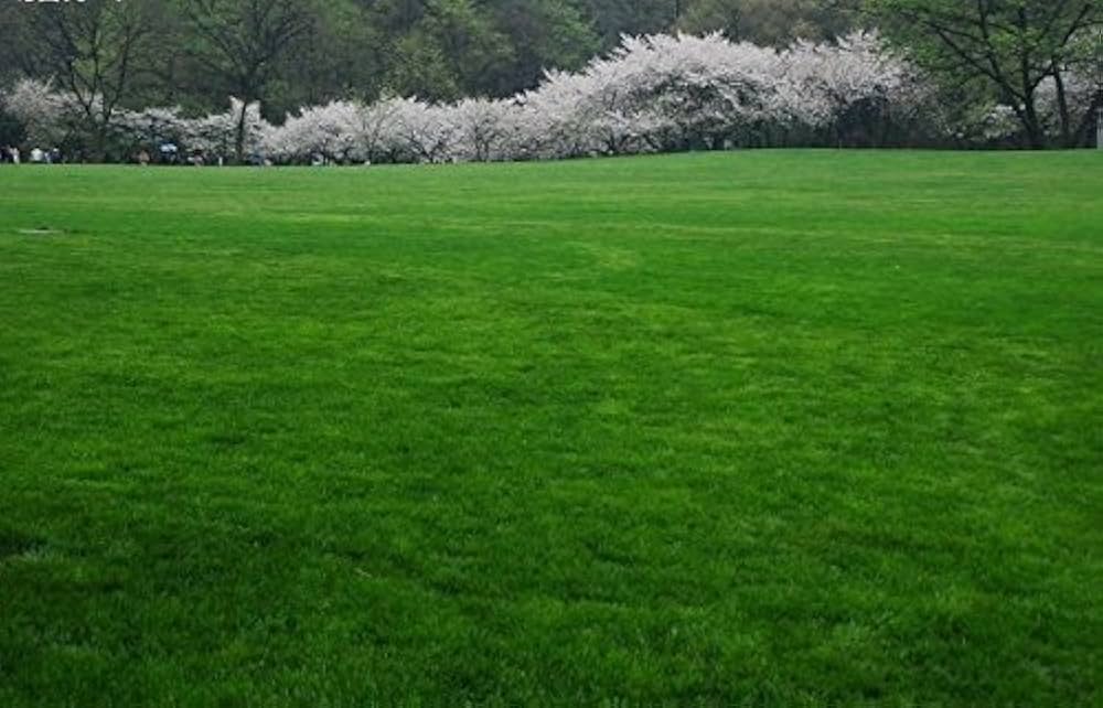 Lawn Grass Seed (Soft Runner) for natural green lawn planting