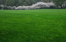 Lawn Grass Seed (Soft Runner) for natural green lawn planting