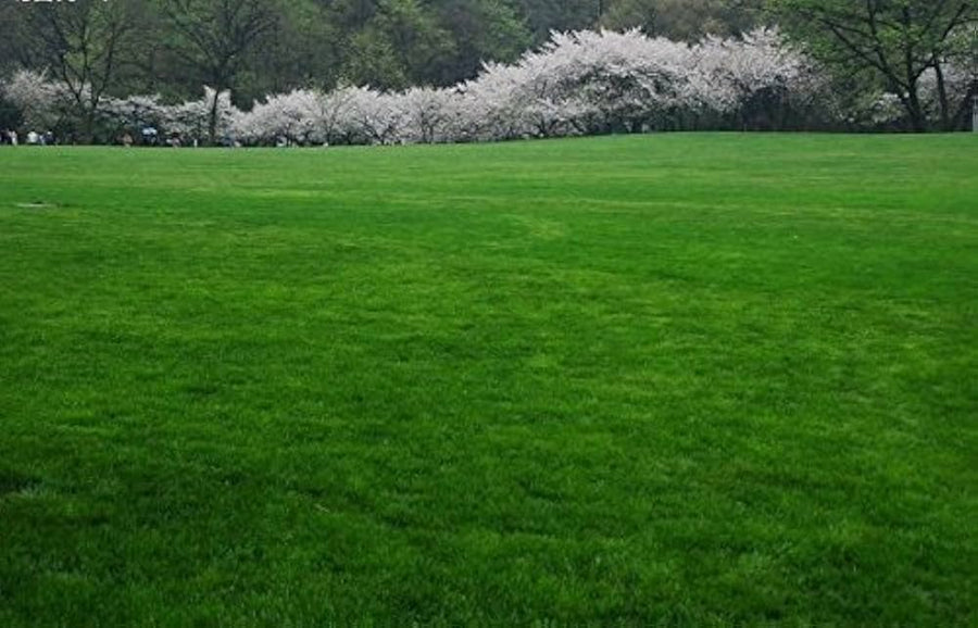 Lawn Grass Seed (Soft Runner) for natural green lawn planting