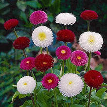 English Daisy Double Mix Seeds for growers seeking a long-blooming display