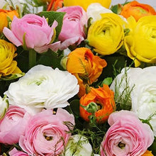 Ranunculus Seeds for reliable seasonal color