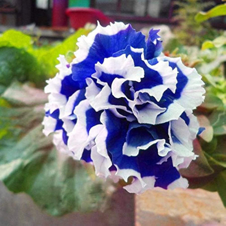 Garden Petunia Petals Flower Seeds