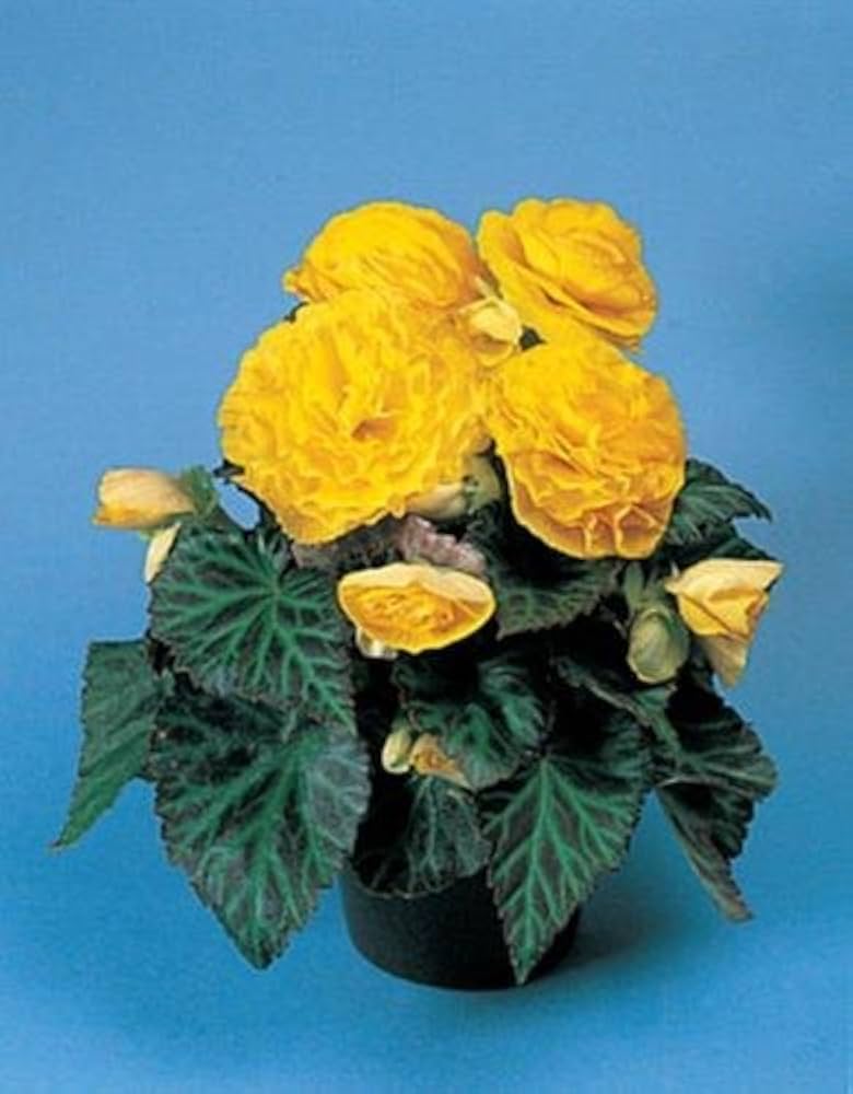 Begonia Tuberous Non Stop yellow flower seeds for continuous blooming pots
