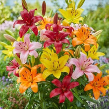 Elegant Lily Plant Seeds for a lasting display in the Flower Bed & Garden