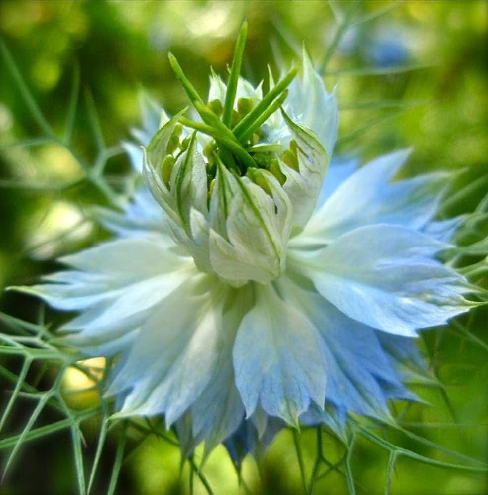 Nigella Papillosa Nigella papillosa for planting in flower bed