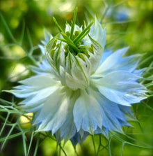 Nigella Papillosa Nigella papillosa for planting in flower bed