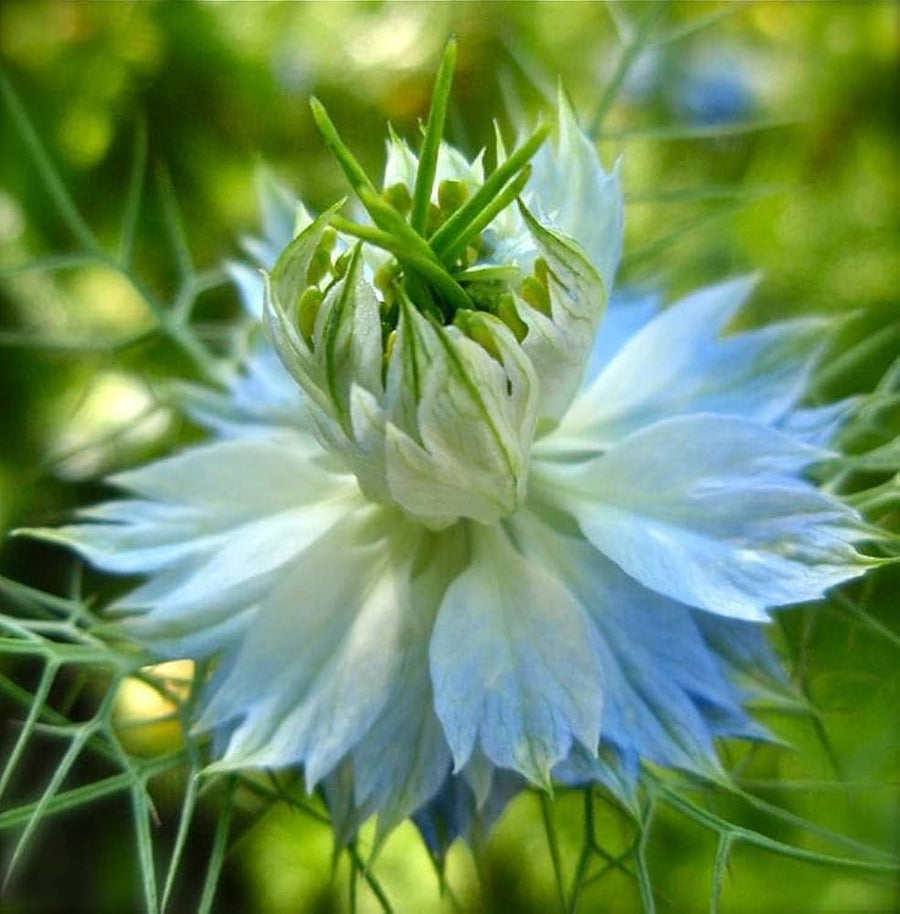 Nigella Papillosa Nigella papillosa for planting in flower bed