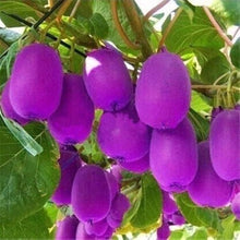 Purple Heart Kiwi Plant - for planting in home garden