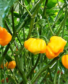 Scotch Bonnet Seeds (Capsicum chinense) for a lasting display in the Kitchen Garden