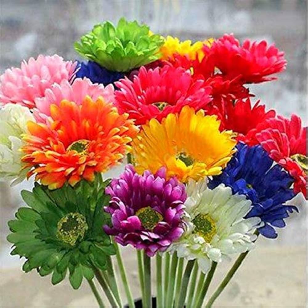 Gerbera Daisy Flower ��������� Gerbera jamesonii ��������� for planting in orange garden