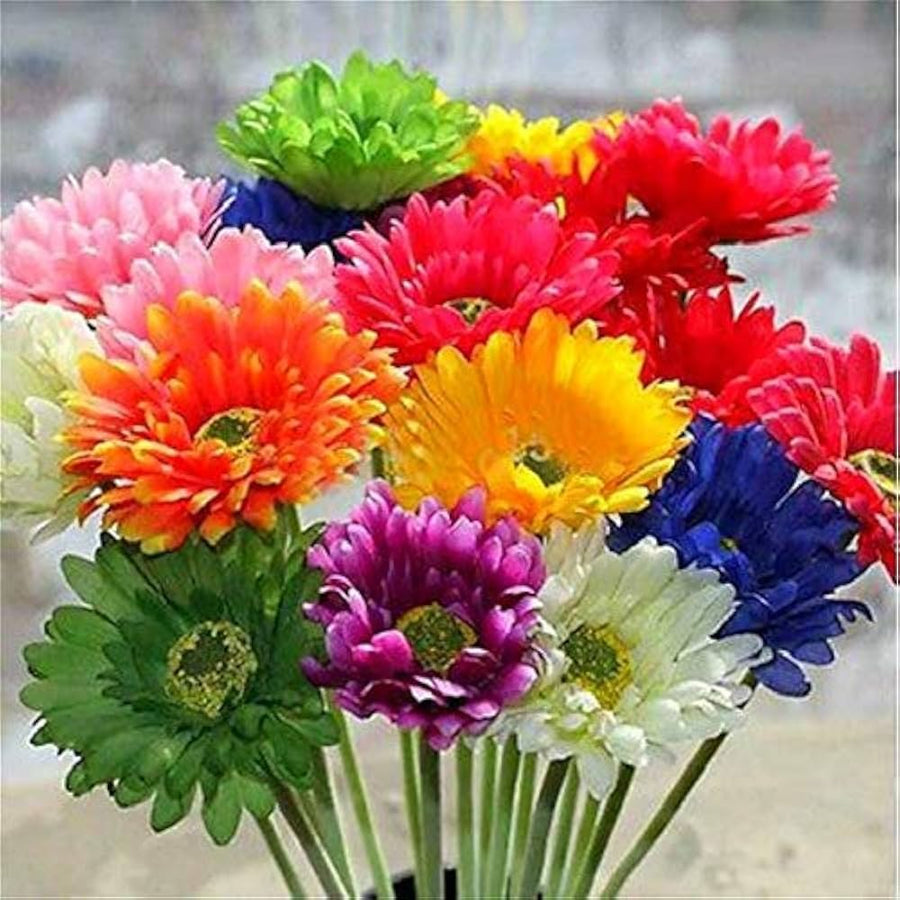 Gerbera Daisy Flower ��������� Gerbera jamesonii ��������� for planting in orange garden