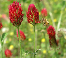 Purple Clover Perennial Seeds for growers seeking a long-blooming display