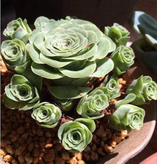 Plant Seeds (Arrojadoa rhodantha) for easy-care planting in pots or beds