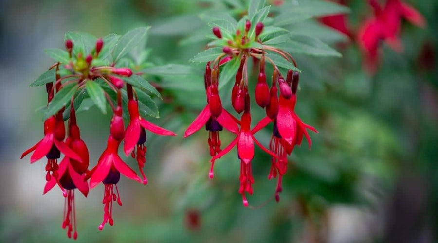 Bolivian Red Fuchsia ��������� Fuchsia ��������� for planting in flower bed