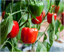 Sweet Red Bell Pepper Seeds (Capsicum annuum) for a reliable harvest in the Vegetable Patch