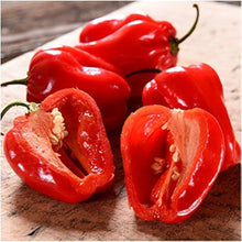 Caribbean Red Hot Pepper Seeds (Capsicum chinense) for productive rows in the fiery, hot peppers in kitchen and outdoor gardens
