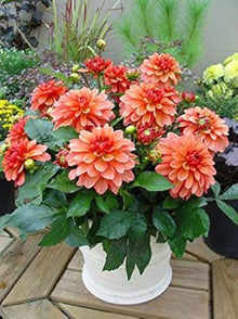 Dahlia Flowers Mini Bonsai Seeds for long-term planting in the yard