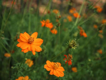 Cosmos Orange Sunshine Seeds for growers planting the flower bed