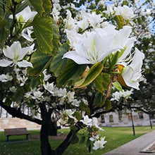 Plant Seeds (Bauhinia acuminata) for long-term planting in the yard