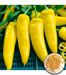 Organic Hungarian Yellow Wax Heirloom Pepper Seeds