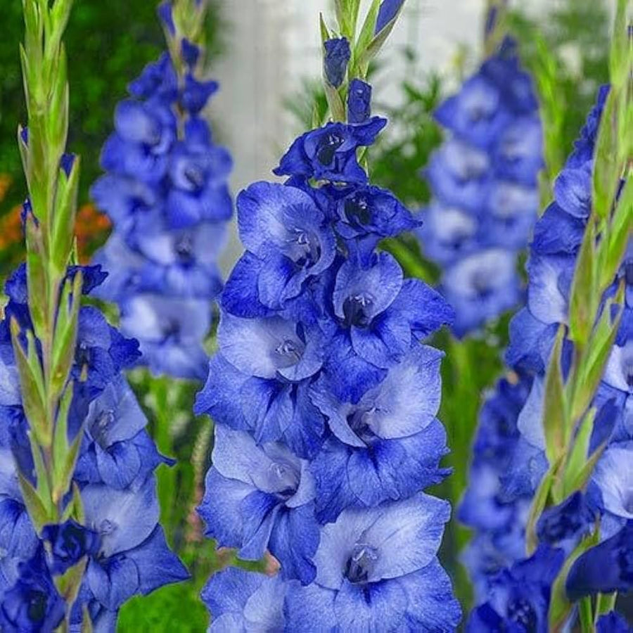Gladiolus Flower ��������� Gladiolus spp. ��������� for planting in blue garden
