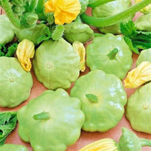 Squash Summer Velvet Bennings Green Tint Scallops Garden Seeds known for flavorful Squash