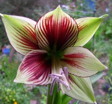 Green Hippeastrum Seeds for colorful blooms in the Garden & Flower Bed