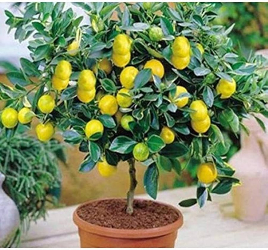 Lemon Citrus limon organic fruit seeds for planting in backyard gardening and pots - for planting in home garden