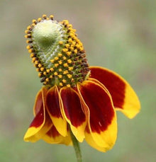 Mexican Hat Ratibida Columnifera Seeds for a lasting display in the Pollinator Open Landscapes