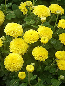 Light Yellow Aster Seeds known for chinese Chrysanthemumarden Flowers
