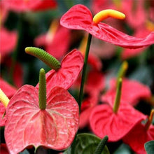 Pink Anthurium Seeds for a lasting display in the Hydroponic Garden