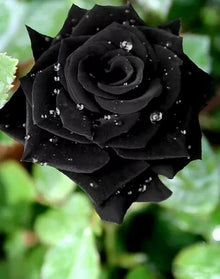 Multicolored Rose Rare Perennial Flower - for planting in home garden
