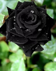 Black Rose Seeds for colorful blooms in the Dramatic Garden Displays
