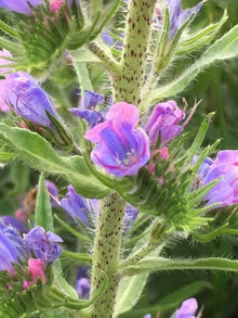 Viper’s Bugloss Echium Vulgare Natternkopf Seeds for colorful blooms in the Pollinator Wildflower Beds