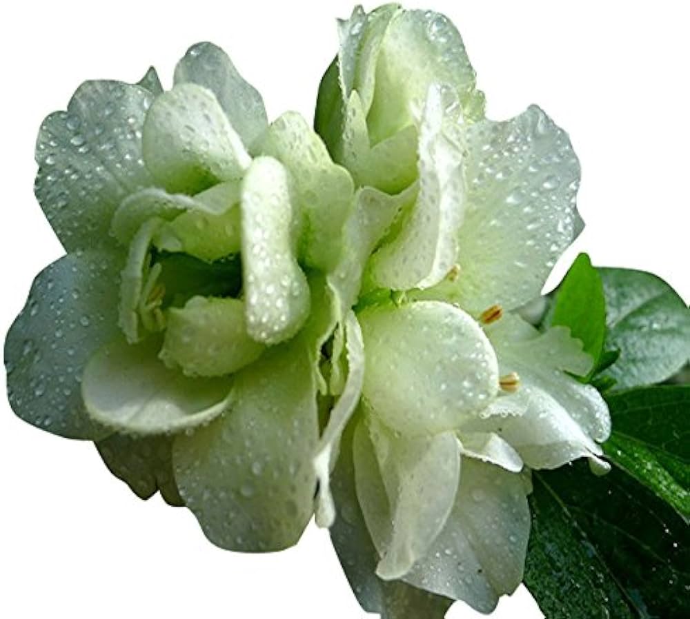 Azalea Rhododendron Green Flower Seeds for Planting – Evergreen Shrub for Pollinator Gardens and Backyard Landscaping