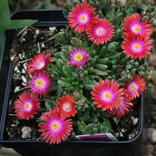 Bright Red Ice Plant Seeds for colorful blooms in the home garden flower bed